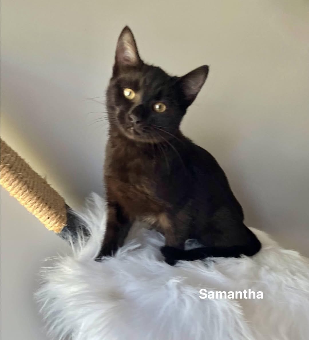 Samantha Samantha